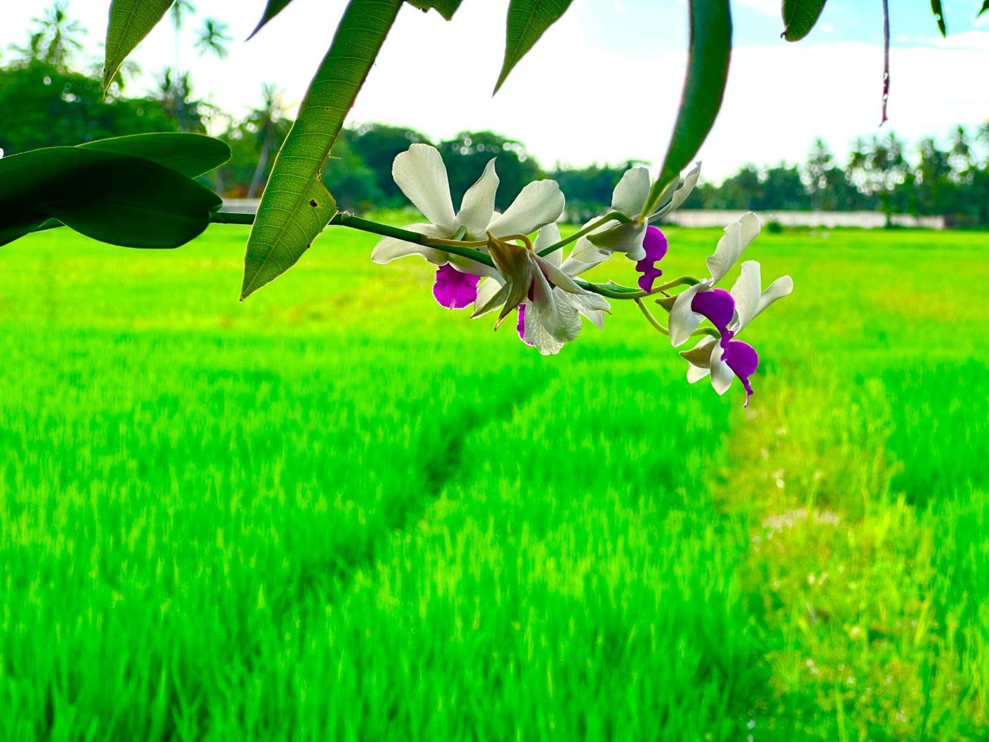 Aroma Villa Polonnaruwa Esterno foto